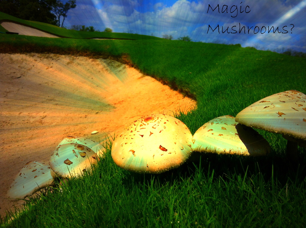 Magic Mushrooms? by jamibann