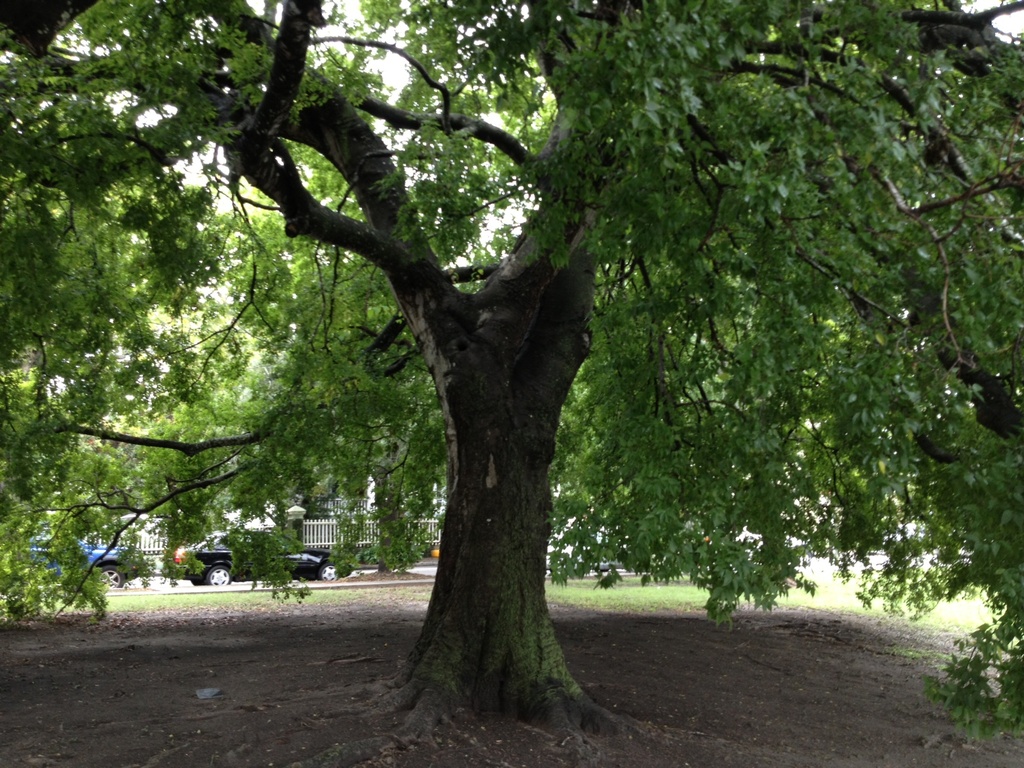 My favorite ancient hackberry tree at Colonial Lake,  Charleston, SC by congaree