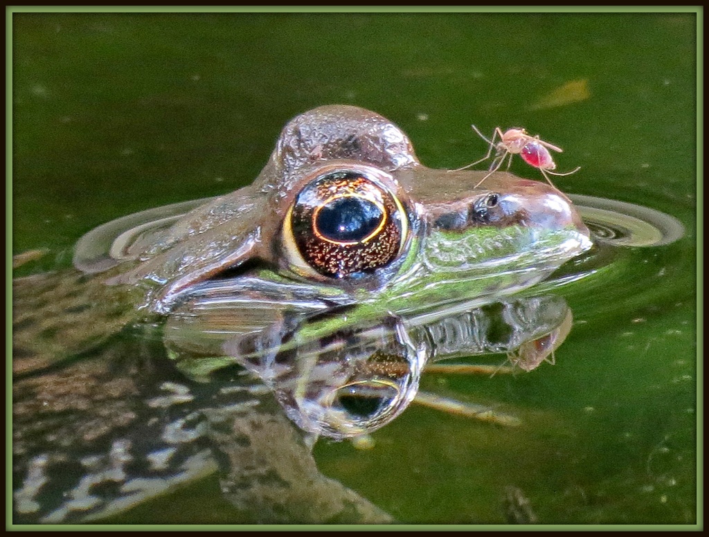 Frogs Just Don't Care by juliedduncan