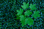 13th Aug 2013 - Maple in a Sea of Green