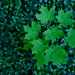 Maple in a Sea of Green by houser934
