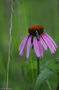 15th Aug 2013 - Evening Cone Flower