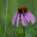 Evening Cone Flower by lstasel