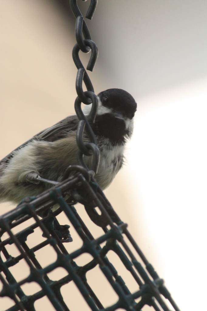 Chickadee at Lorrimer Sanctuary by mzzhope