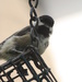 Chickadee at Lorrimer Sanctuary by mzzhope