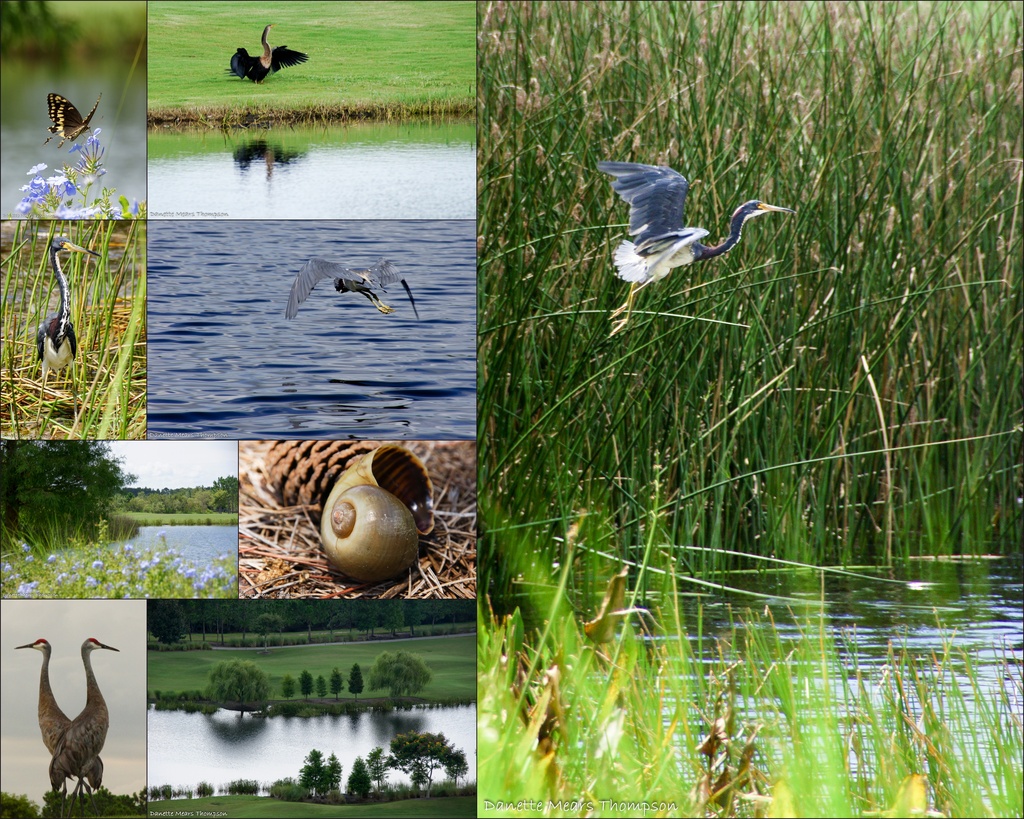 Shingle Creek Resort by danette