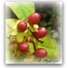 Berries --Hypericum by beryl