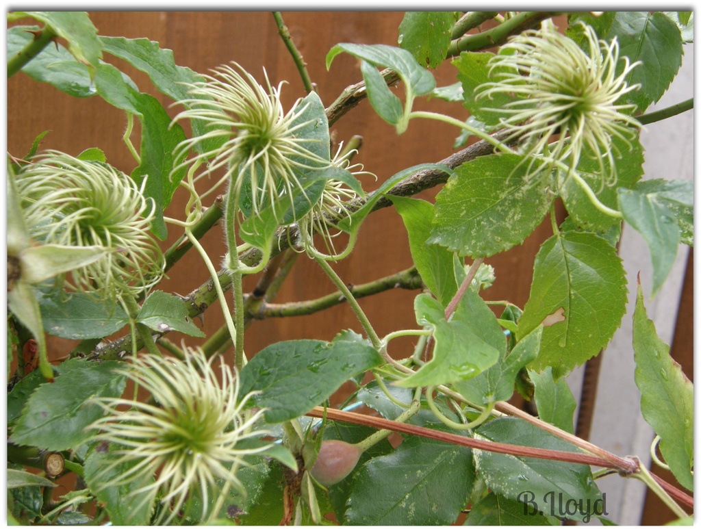 Clematis seed heads ! by beryl