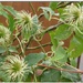 Clematis seed heads ! by beryl