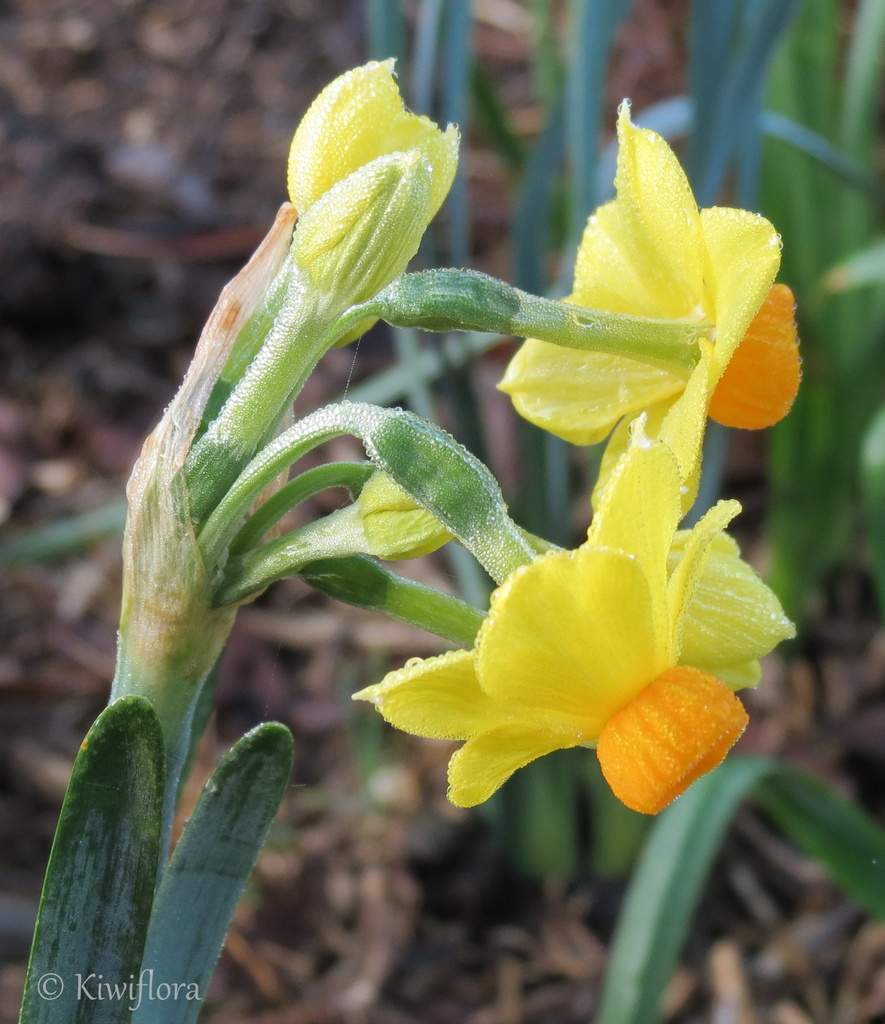 Miniature Daffodil by kiwiflora