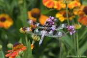 13th Aug 2013 - Dragonfly, Coastal Maine Botanical Gardens
