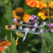 Dragonfly, Coastal Maine Botanical Gardens by falcon11