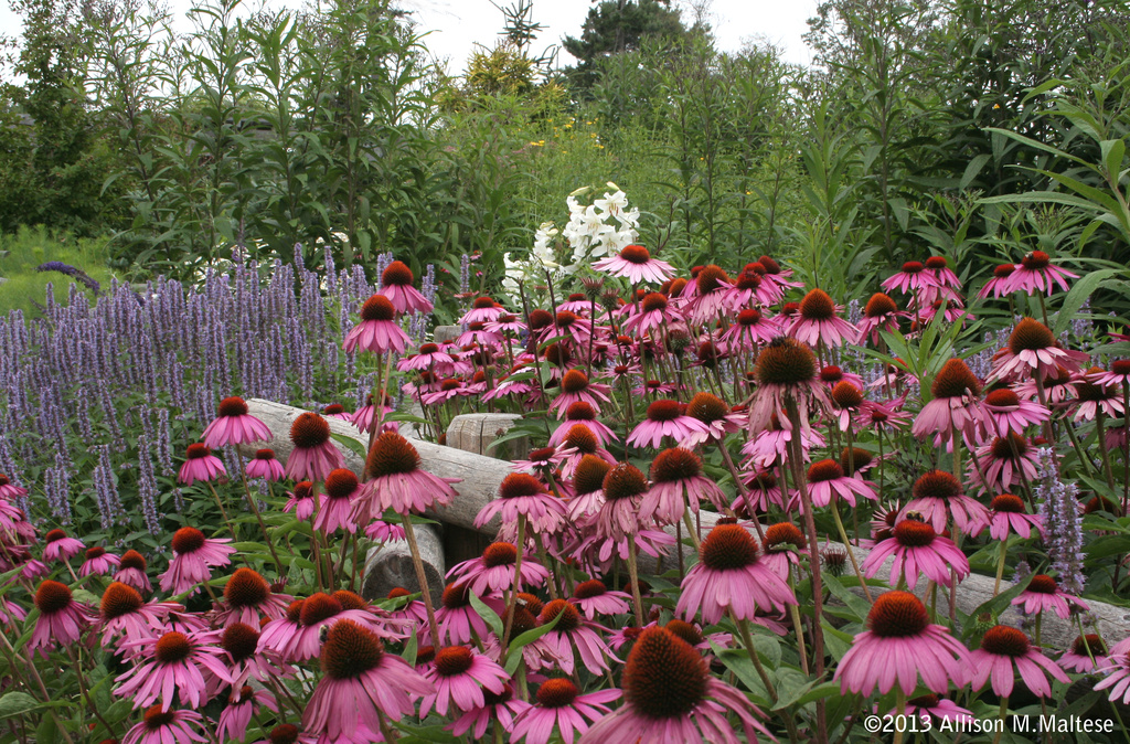 Coastal Maine Botanical Gardens by falcon11
