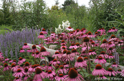 13th Aug 2013 - Coastal Maine Botanical Gardens