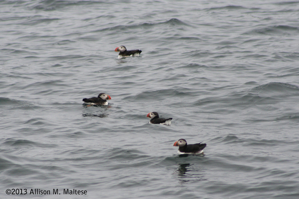 More Puffins by falcon11