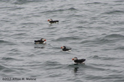 14th Aug 2013 - More Puffins