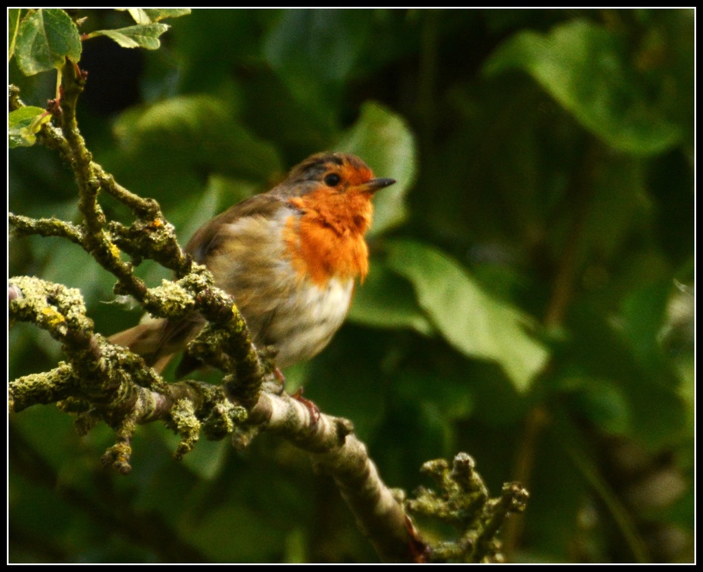 Another Willington robin by rosiekind