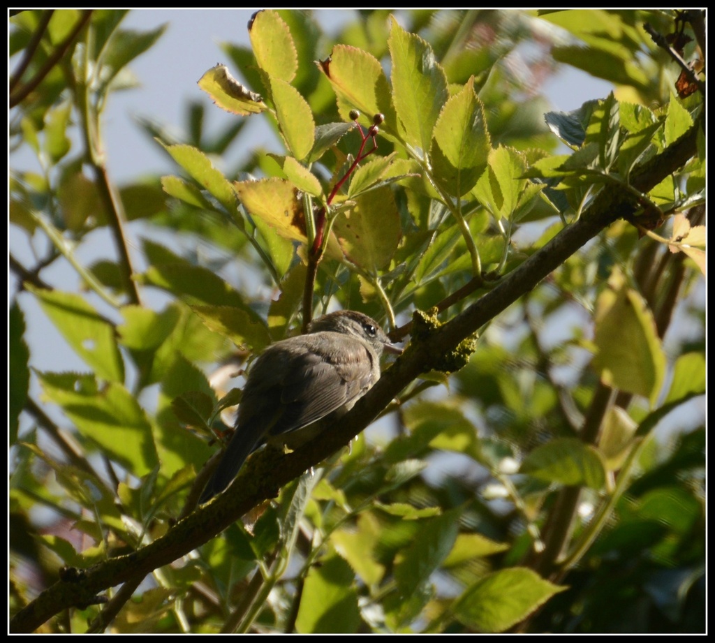 Young blackcap by rosiekind
