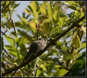 16th Aug 2013 - Young blackcap