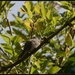 Young blackcap by rosiekind