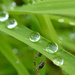 Wet grass by richardcreese