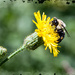 Fuzzy Bee, Fuzzy Flower by gardencat