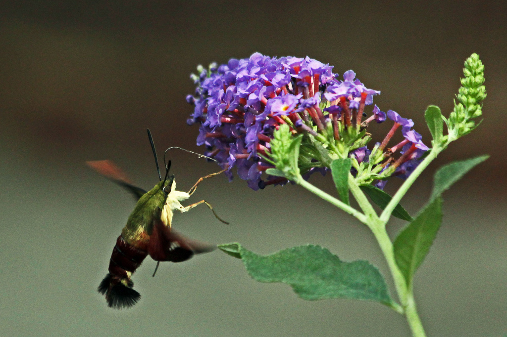 Hummingbird Moth by milaniet