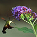 Hummingbird Moth by milaniet