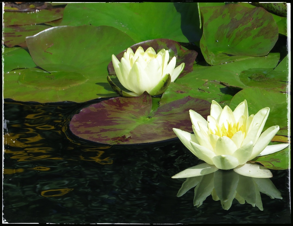 Water Lilies by craftymeg