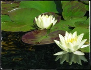 16th Aug 2013 - Water Lilies