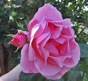 16th Aug 2013 - Pink Rose
