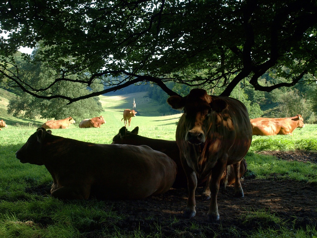 Cows in shade - 16-8 by barrowlane