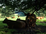 16th Aug 2013 - Cows in shade - 16-8