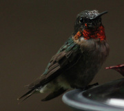 16th Aug 2013 - Male Hummingbird