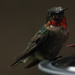 Male Hummingbird by darylo