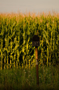 15th Aug 2013 - A drive out in the country checking out the corn. It is taller than I am.