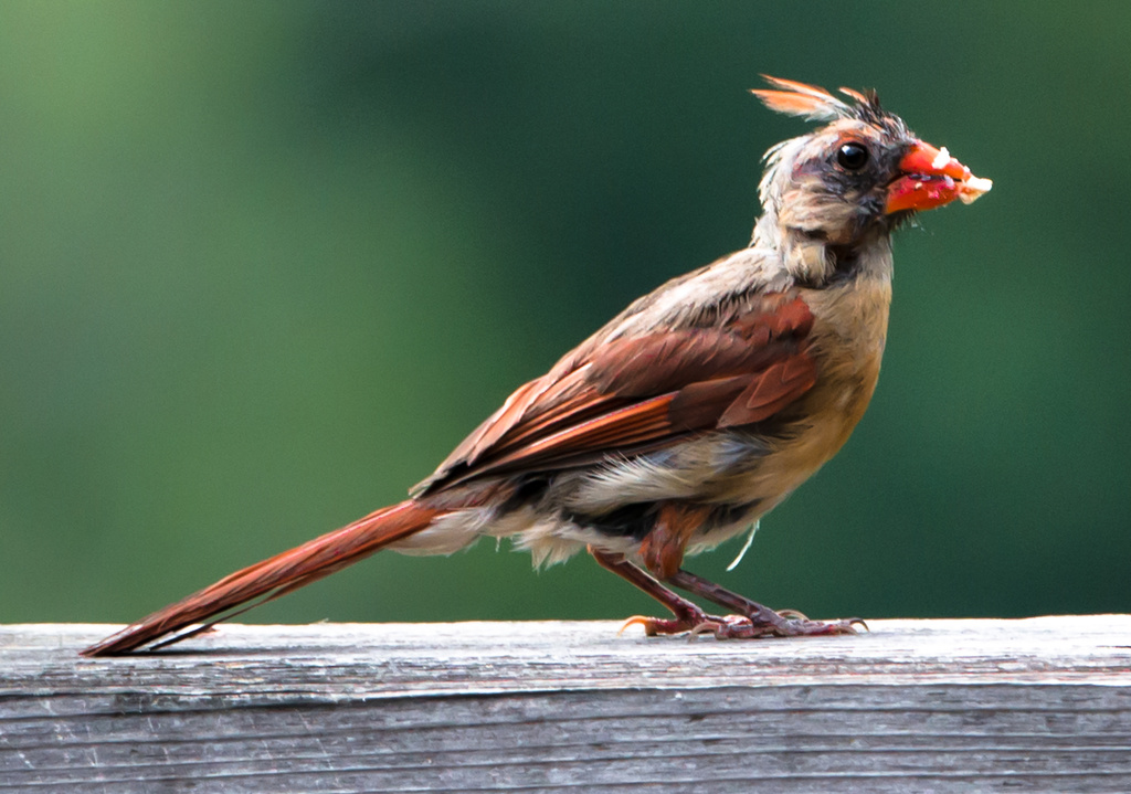 Baby Cardinal with suet on it's beak by kathyladley