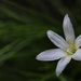 Rain Lily by lstasel