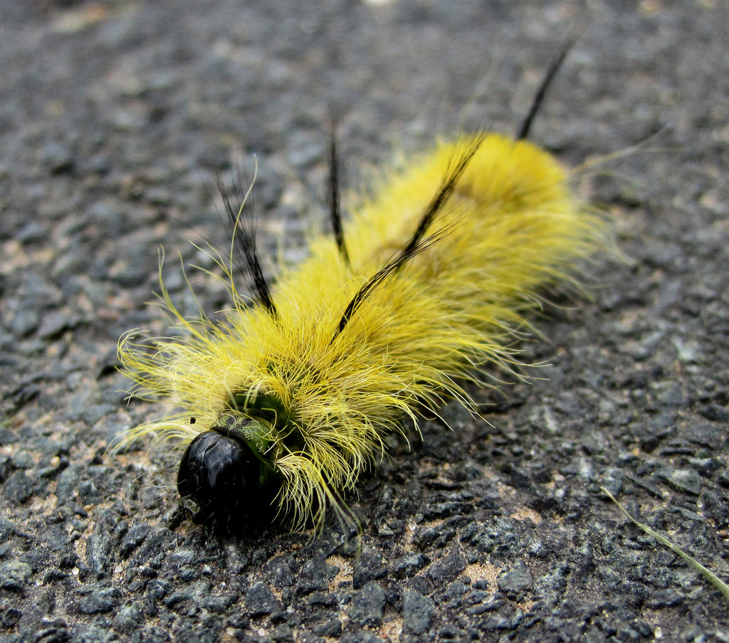 Caterpillar by dakotakid35