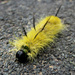 Caterpillar by dakotakid35
