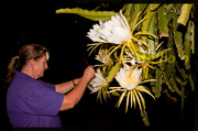 17th Aug 2013 - Pollinating the dragon fruit