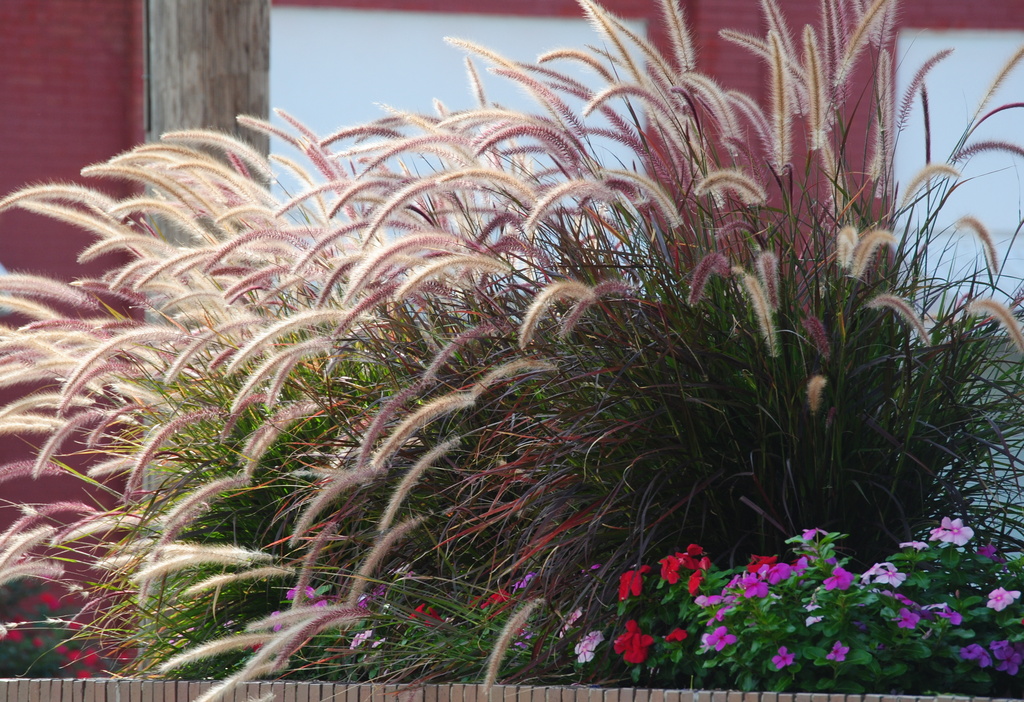 Purple Fountain Grass by genealogygenie