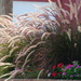 Purple Fountain Grass by genealogygenie