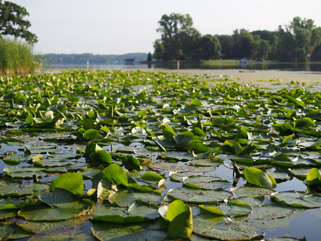 Morning Lilly Pads by tosee