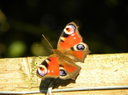 16th Aug 2013 - Peacock Butterfly