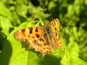 16th Aug 2013 - Comma Butterfly