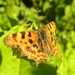 Comma Butterfly by oldjosh