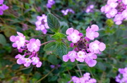 16th Aug 2013 - Flowers