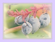 18th Aug 2013 - mahonia berries 