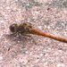 Ohmygosh it's a dragonfly by filsie65